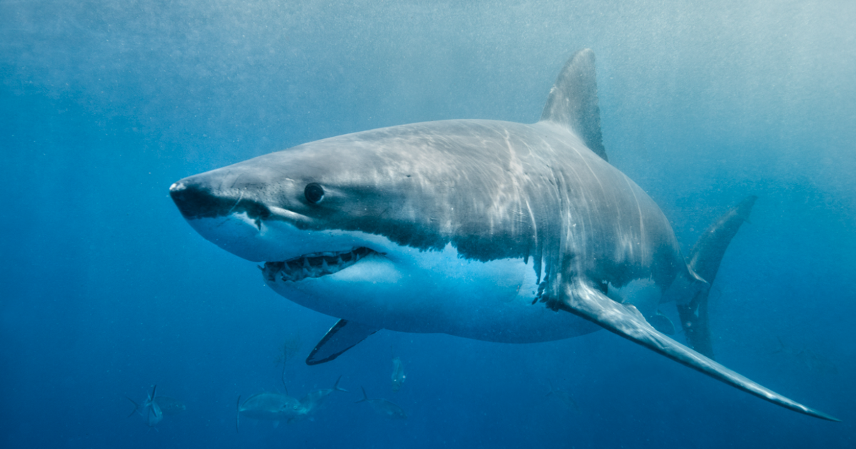 Sharks off Delmarva: Understanding the Apex Predators of the Atlantic | Latest News