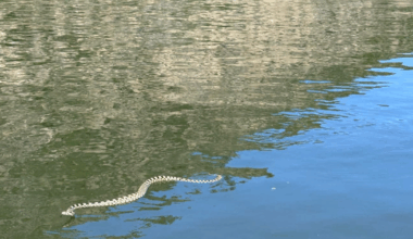 Swimming snakes are in waters near you