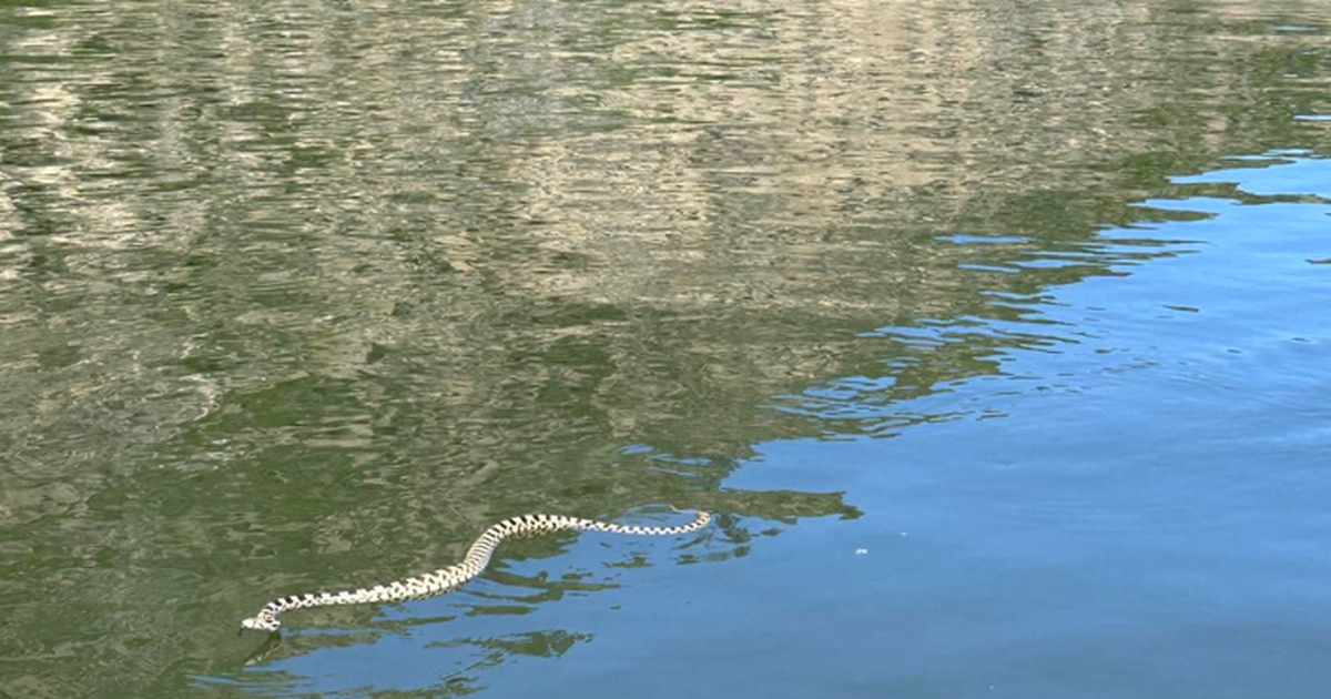 Swimming snakes are in waters near you