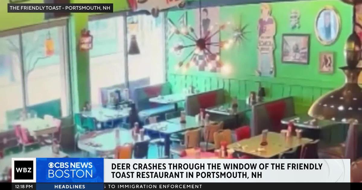Video shows deer smashing through window of popular brunch restaurant | National and World News