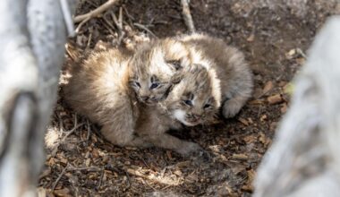 Lynx Kittens Spotted in NCW After 40-Year Absence | Columbia Basin