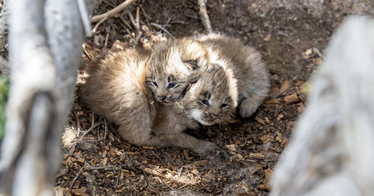 Lynx Kittens Spotted in NCW After 40-Year Absence | Columbia Basin