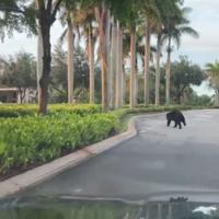 Black bear caught on camera racing through neighborhood | Collier County