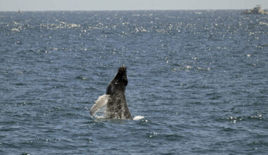 Gray Whale Puzzle: Why Are These Giants Disappearing?
