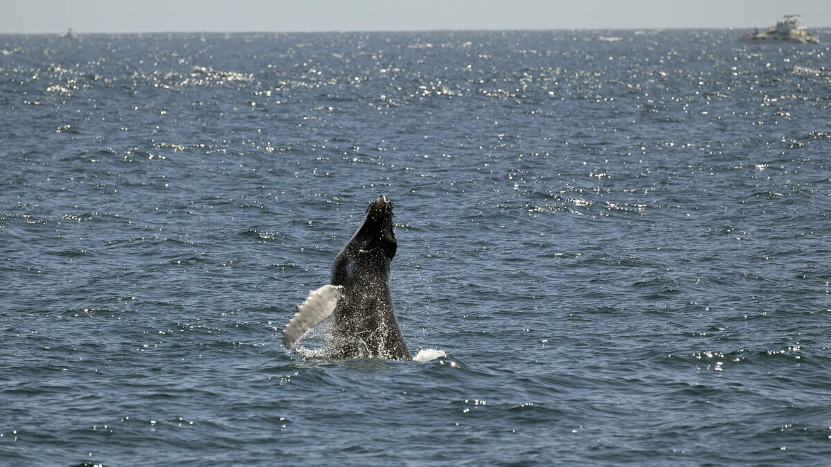 Gray Whale Puzzle: Why Are These Giants Disappearing?