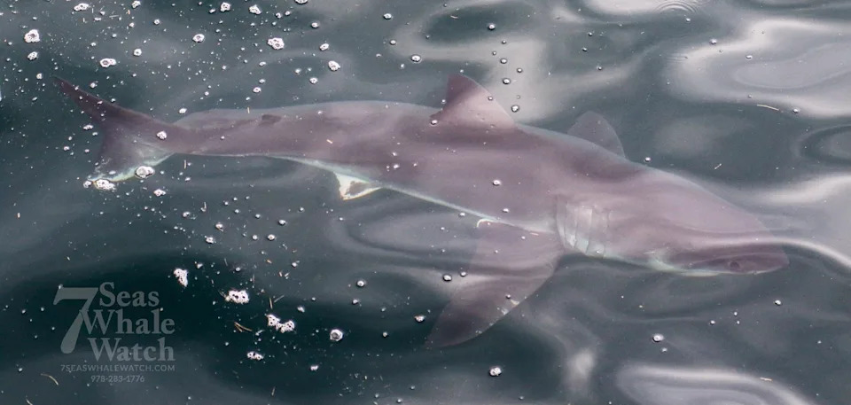 Credit: 7 Seas Whale Watch