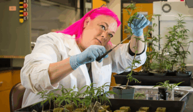 Interview with Anna Schwabe, PhD