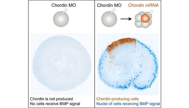 The Ancient Body Blueprint of Many Animals Was Found Lurking in Sea Anemones