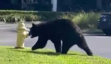 Black bear tries to dine at Naples restaurant