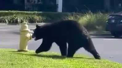 Black bear tries to dine at Naples restaurant