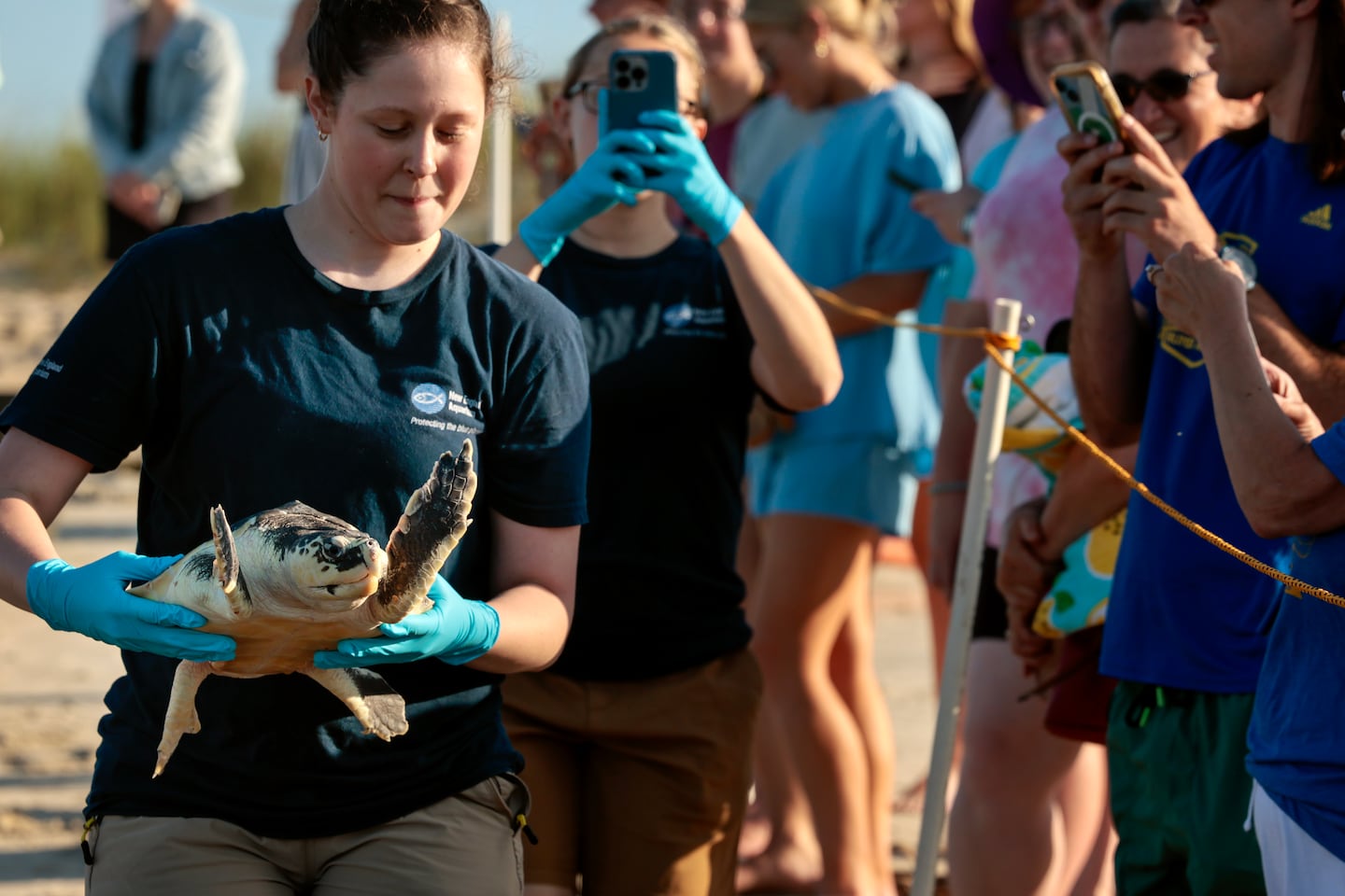 Biologist Amanda Alig introduced Graeae, a Kemp’s ridley sea turtle, to the crowd before releasing it in Dennis.
