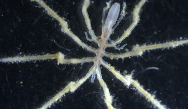 Scientists discover new sea spider species that eats methane