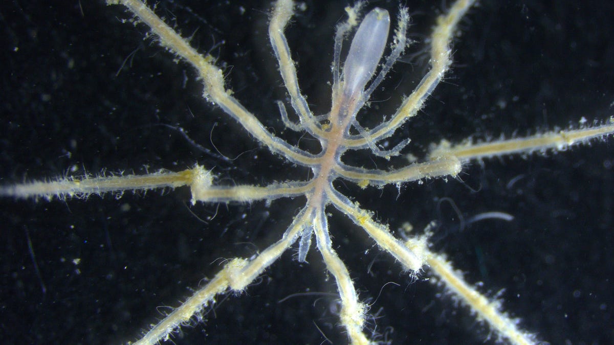 Scientists discover new sea spider species that eats methane