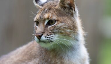 Bobcats grow numbers in Ohio