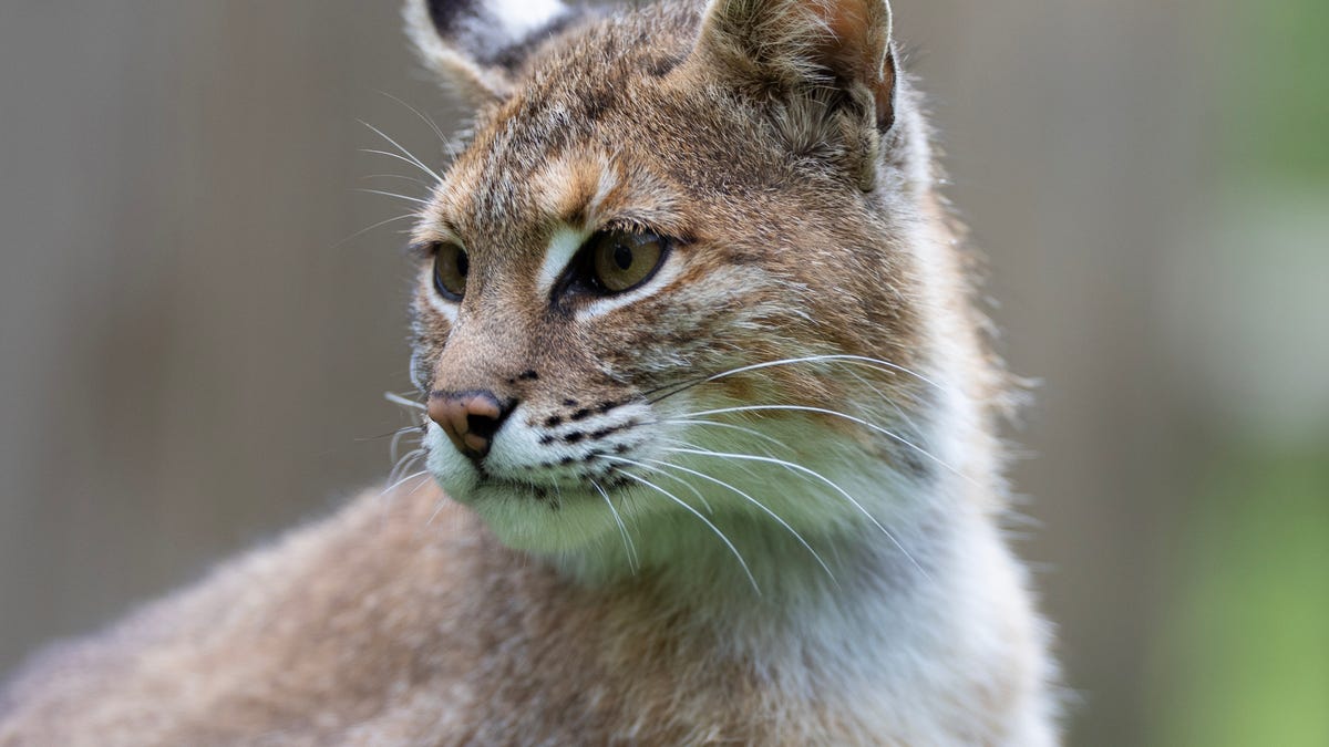 Bobcats grow numbers in Ohio