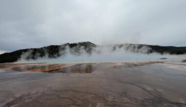 Onlookers watch as bison dies in scalding Yellowstone hot spring