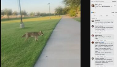 Arizona Game and Fish warns of rising coyote encounters in the Valley