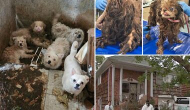 80 dogs rescued from horrid Brooklyn, NYC home after owner dies