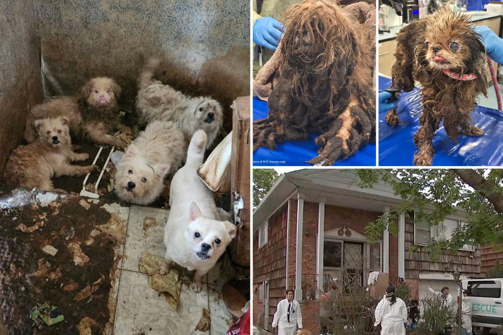 80 dogs rescued from horrid Brooklyn, NYC home after owner dies