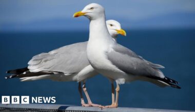 How the people of Nairn cope with hungry urban gulls