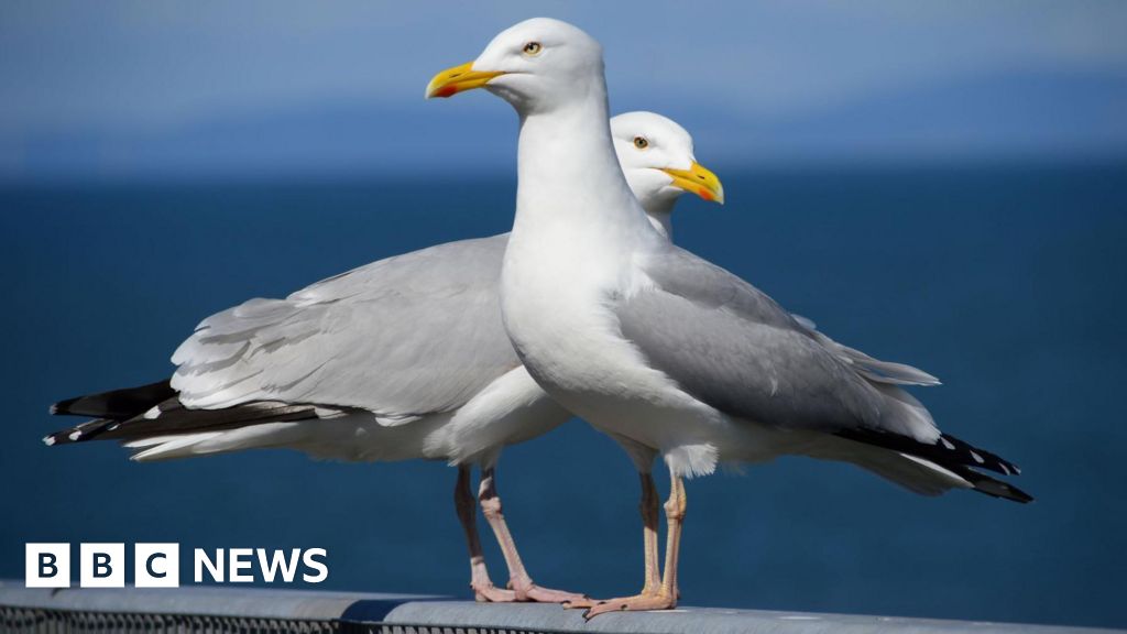 How the people of Nairn cope with hungry urban gulls