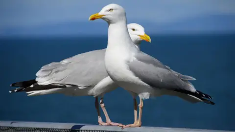 Getty Images Two gulls are perched on a metal railing. They have grey wings, black tail feathers and bright yellow beaks. The birds are looking in opposite directions and pictured against a dark blue sea and light blue sky.