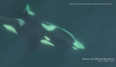 Southern Resident orcas may be making and using tools, study hypothesizes