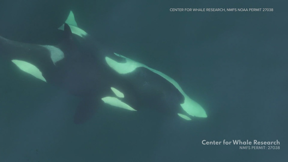 Southern Resident orcas may be making and using tools, study hypothesizes