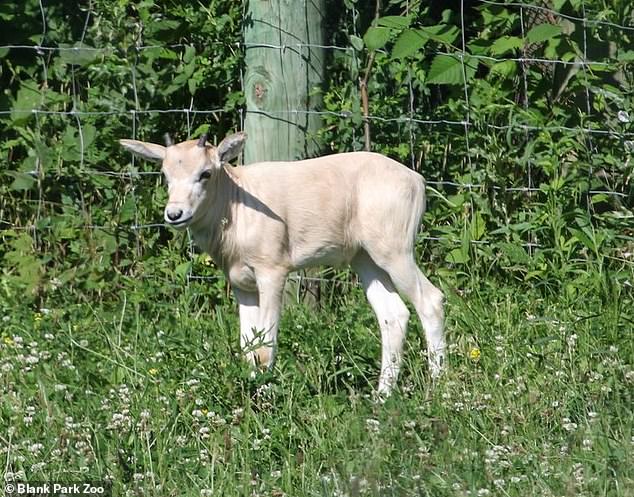 Henri, a male addax, also known as a white antelope, was welcomed to the herd at Blank Park Zoo in Des Moines Thursday