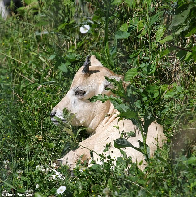 There are fewer than approximately 100 Addax left in the wild, making them 'critically endangered species'