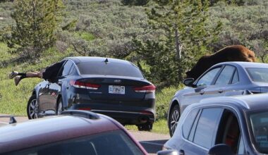 A tourist, blissfully unaware a massive grizzly was approaching, dove through an open car window (pictured) to escape a possible attack on the winding roads of Grand Teton National Park in Wyoming