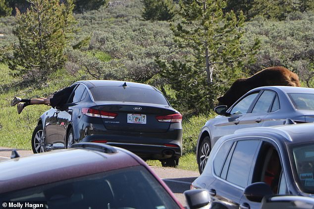 A tourist, blissfully unaware a massive grizzly was approaching, dove through an open car window (pictured) to escape a possible attack on the winding roads of Grand Teton National Park in Wyoming