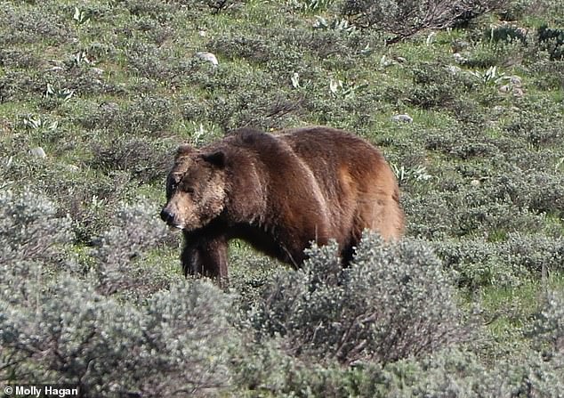 With over 50 people frozen on a hillside, binoculars and high-powered cameras in hand, Backcountry Safari's Molly Hagan knew there could be only one reason: a bear (pictured: the bear witnessed on June 3)