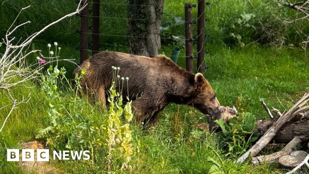Bears released into new Isle of Wight home after Azerbaijan rescue