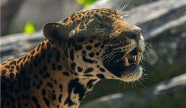 Houston Zoo’s beloved jaguar euthanized due to critical illness
