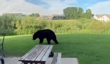 Forest Lake police respond to uptick in bear sightings, say residents have nothing to fear