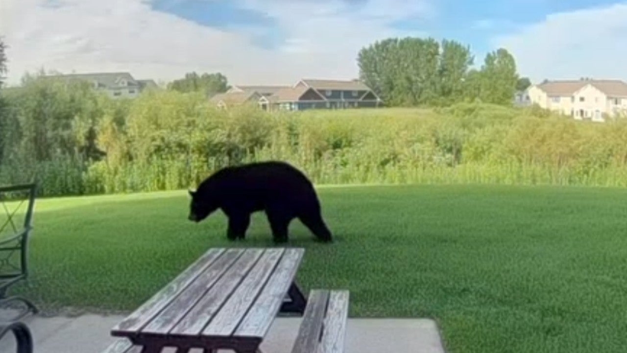 Forest Lake police respond to uptick in bear sightings, say residents have nothing to fear