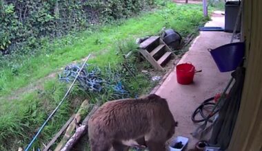 Watch: Bears escape park enclosure, eat a week's supply of honey