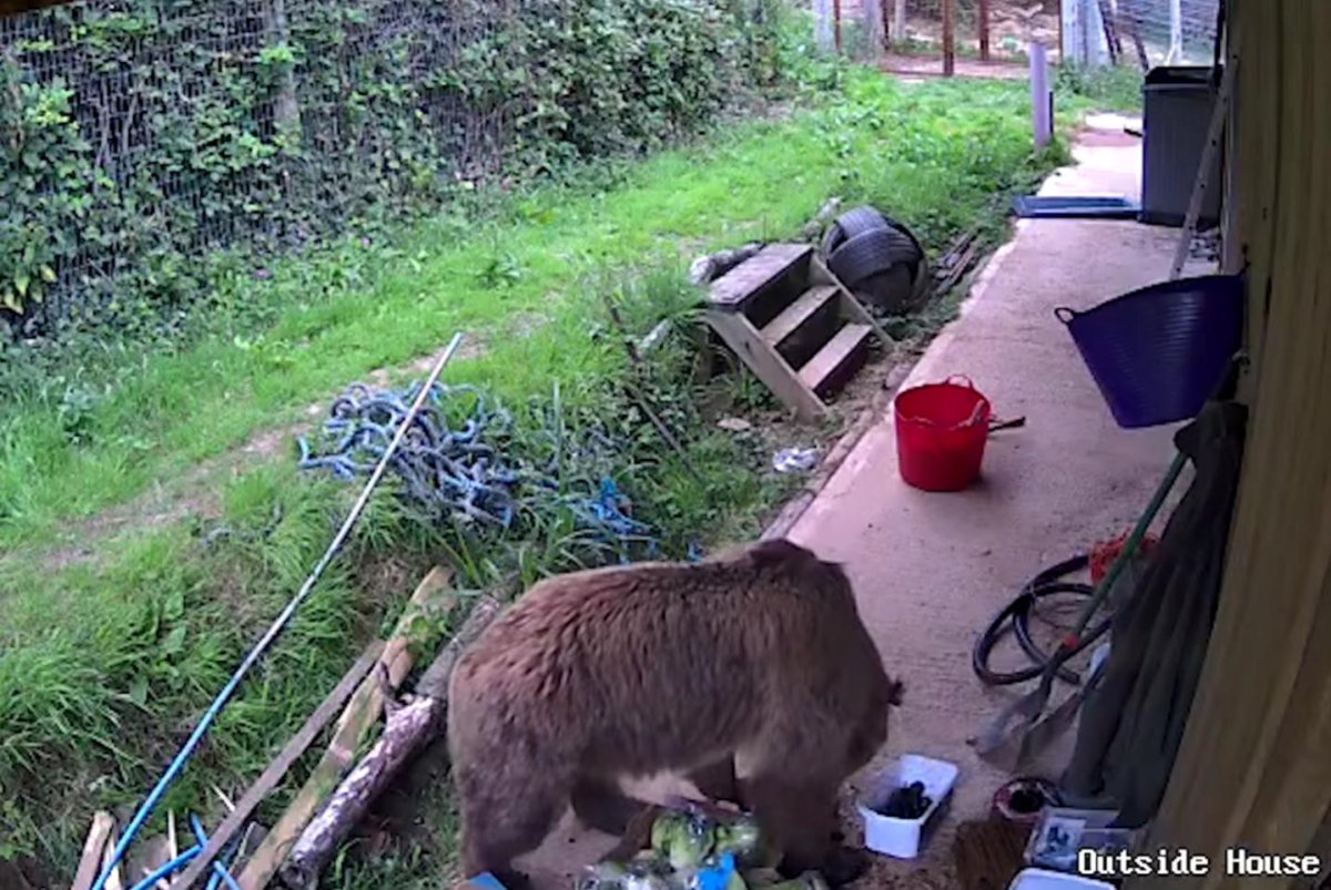 Watch: Bears escape park enclosure, eat a week's supply of honey