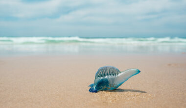 Bluebottles Are Beautiful to Look at, But Deadly to Touch — They're Also Four Different Species