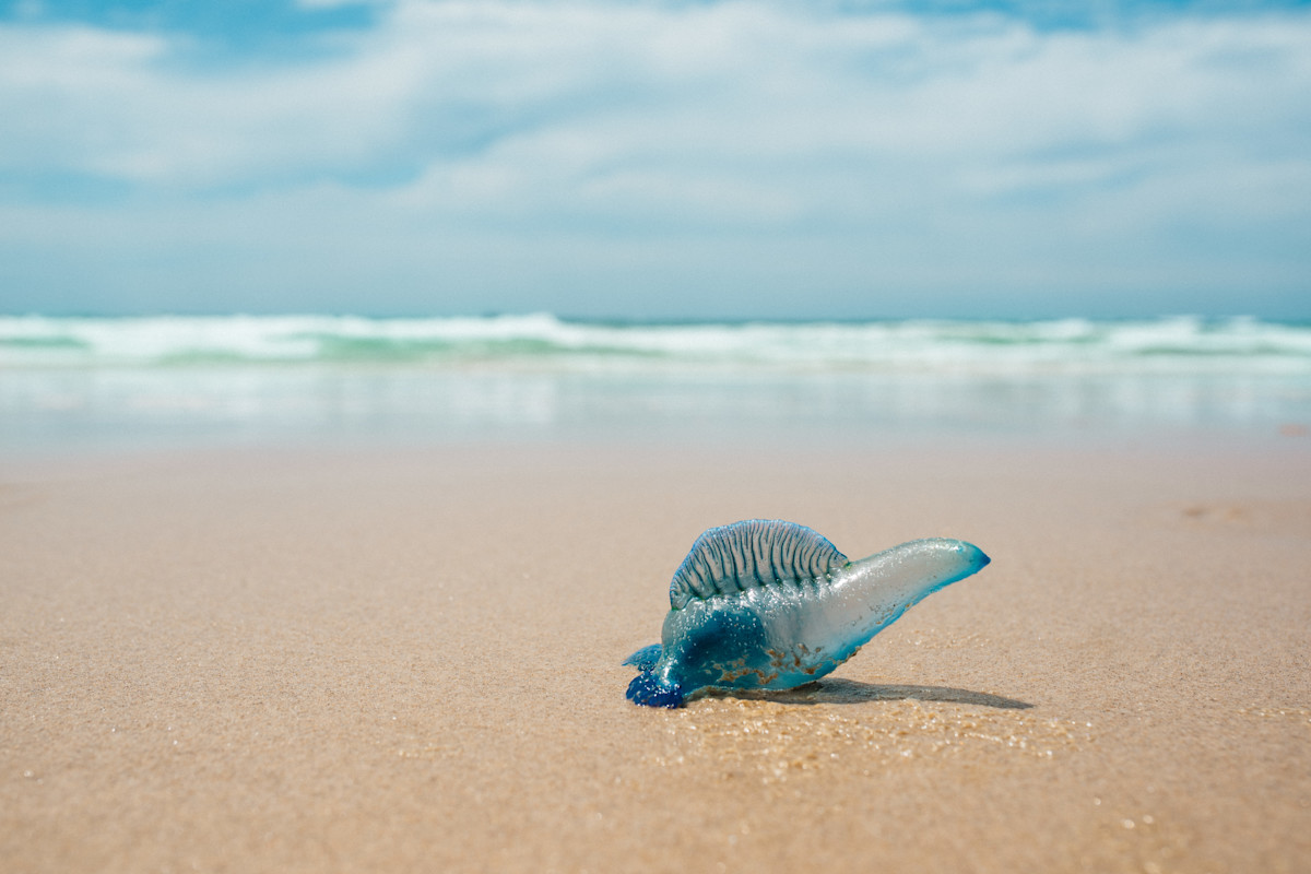 Bluebottles Are Beautiful to Look at, But Deadly to Touch — They're Also Four Different Species