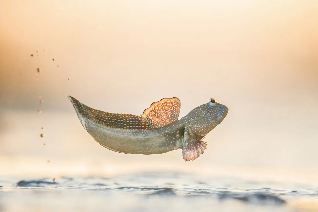 Mudskipper leaping on the water