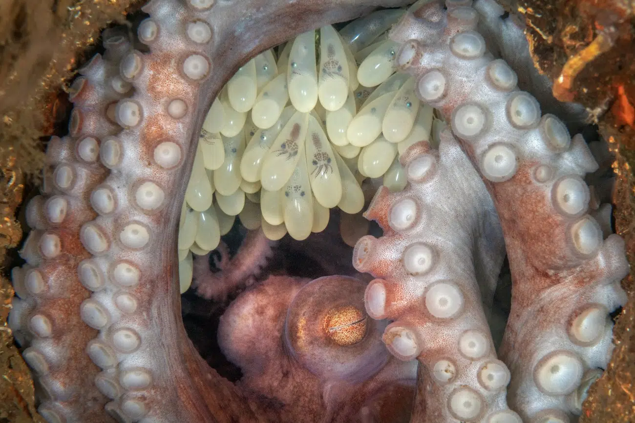 Caribbean reef octopus with eggs in her mouth