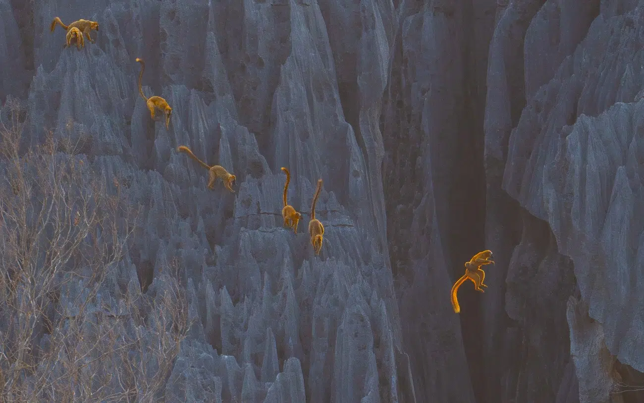 Lemur jumping in Madagascar's Tsingy de Bemaraha National Park