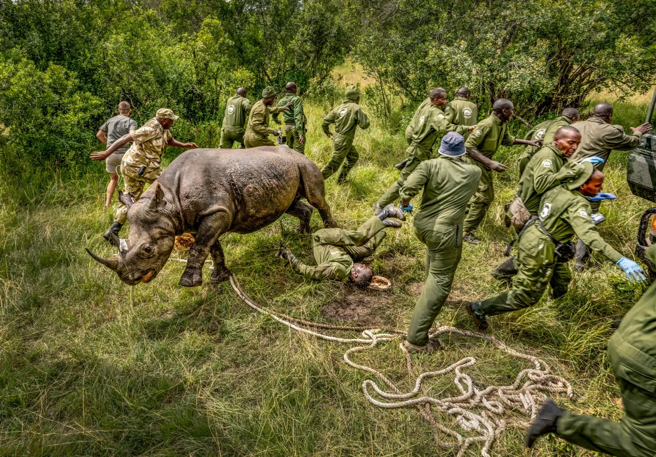 Black rhino
