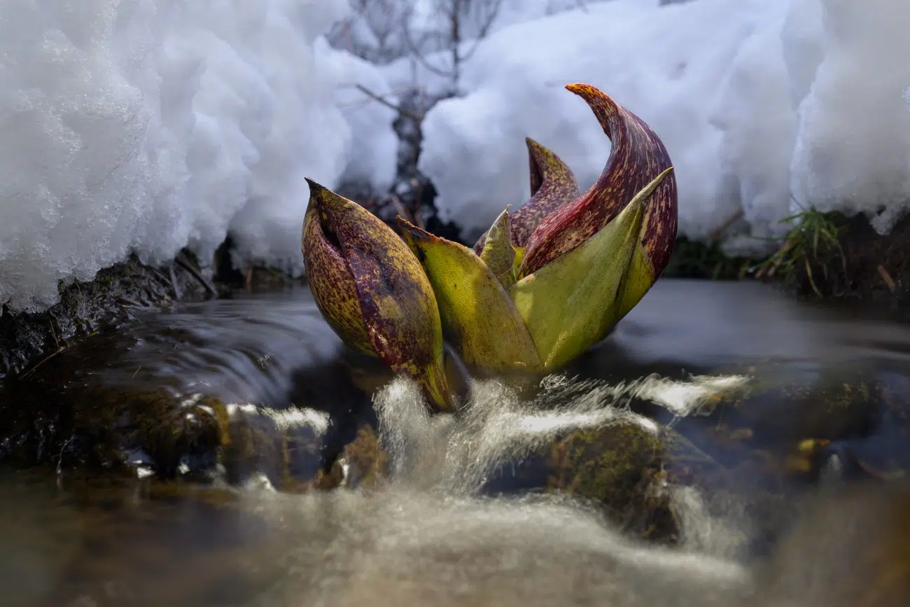 Skunk cabbage starting to grow in the winter
