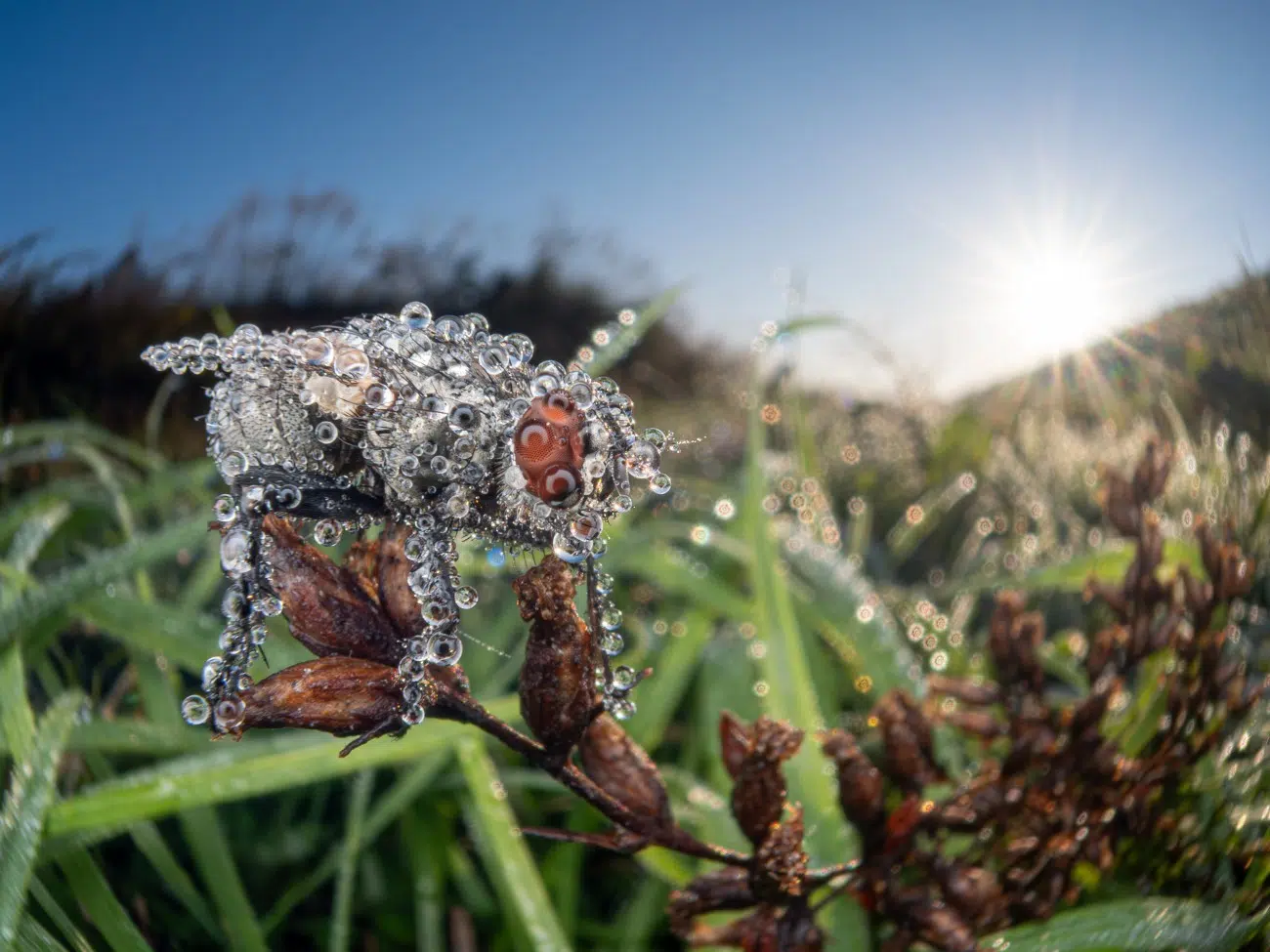 Flies covered in mountain dew in Japan