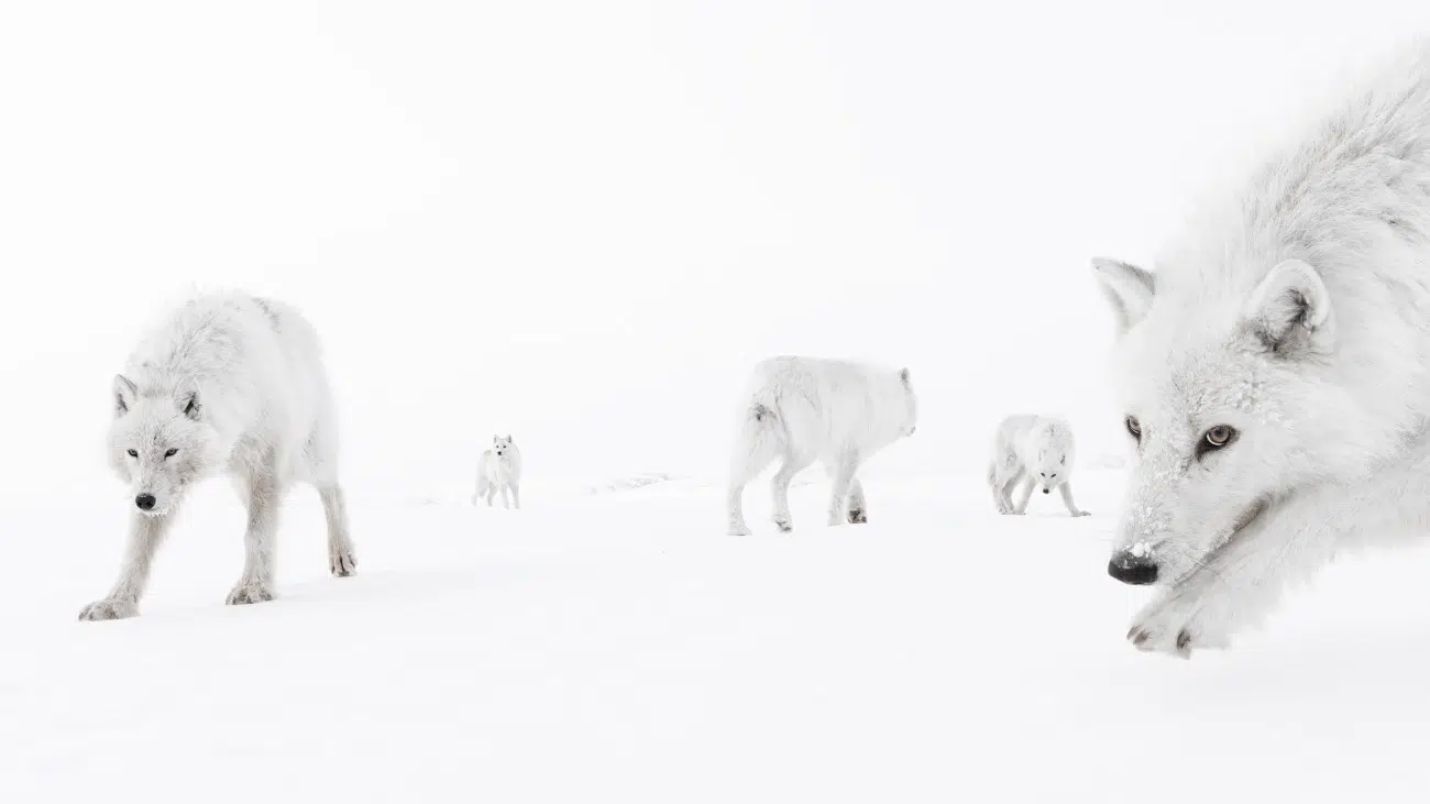 Arctic wolves in Ellesmere