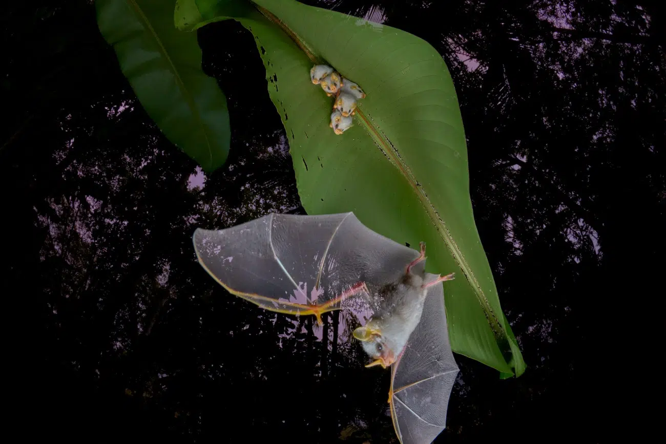 Honduran white bat