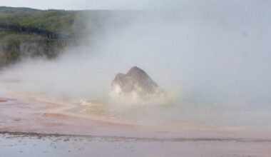Yellowstone Tourists Watched a Bison Die in a Hot Spring